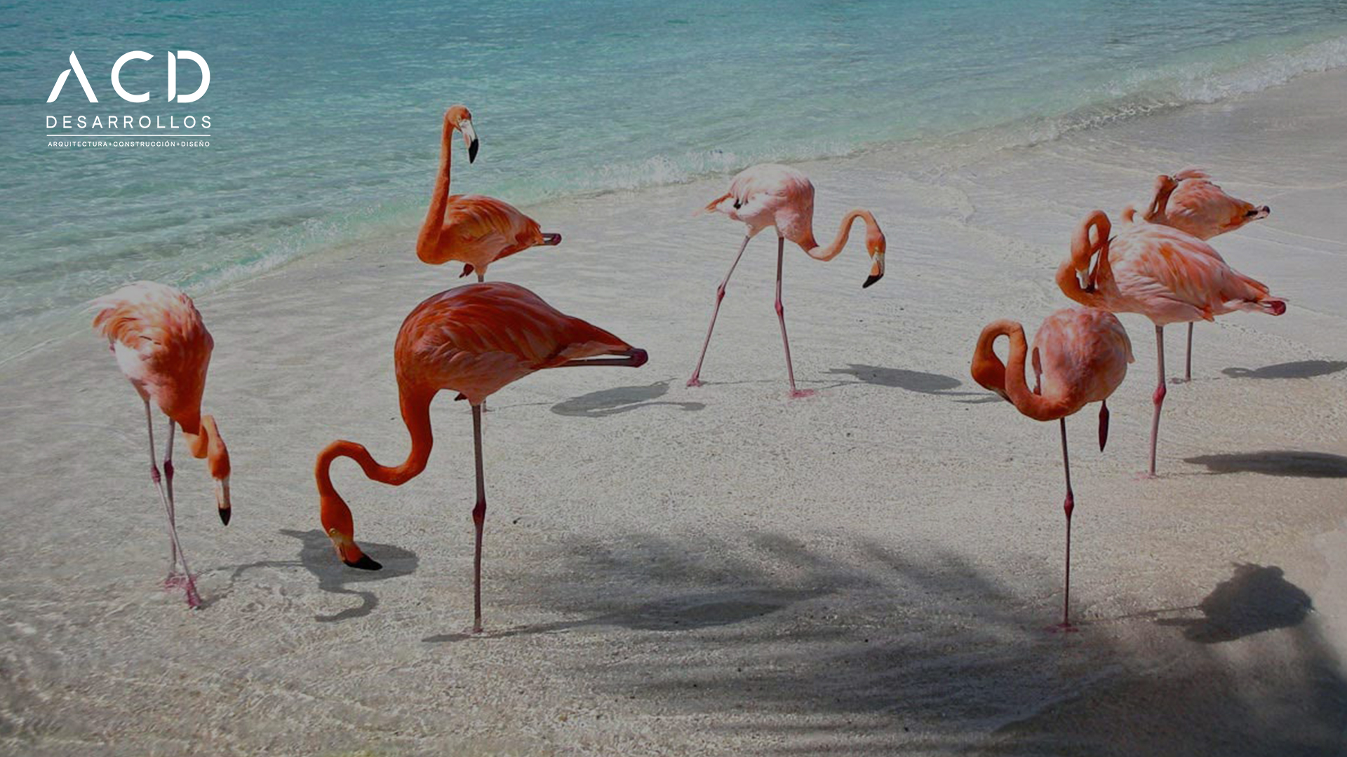 Poltzimin pionero en terrenos residenciales en las playas de Yucatán