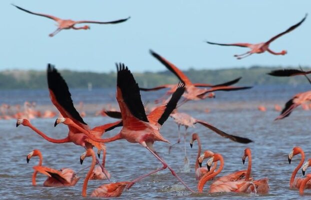 Celestún un sitio lleno de naturaleza y turismo