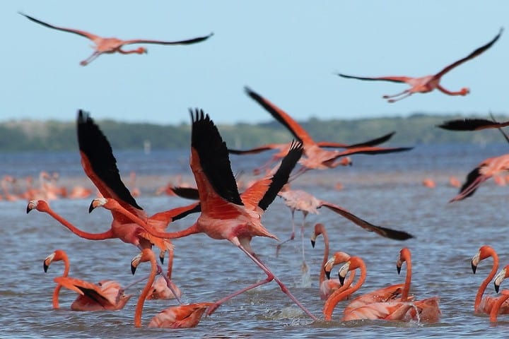 Celestún un sitio lleno de naturaleza y turismo